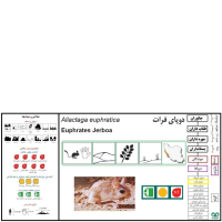 گونه دوپای فرات Euphrates jerboa